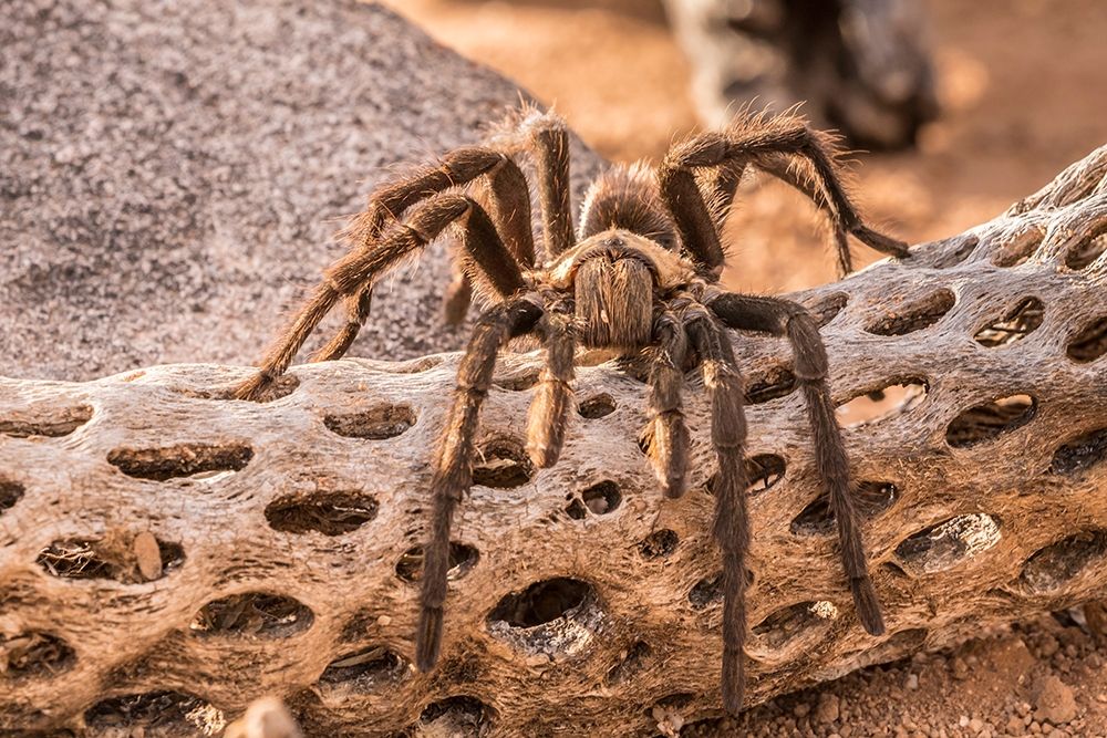 Arizona-Santa Cruz County Close-up of tarantula